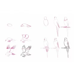 Learn How To Draw Fast Step By Step! How To Draw 100 Animals -Books Sales Store 0c5344a2467748cfa9262d62b20759f5.jpg